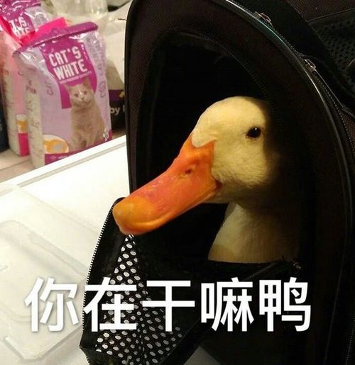 幽默笑话,阿姨这都是自己家人,别客气,不喜欢吃别勉强