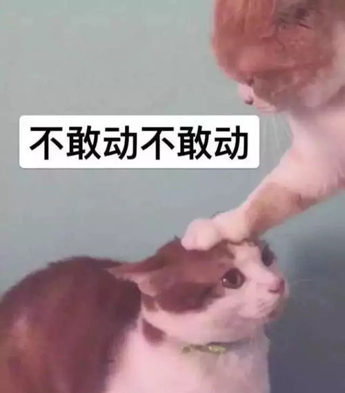 搞笑斗图表情包我觉得你个狗东西在骗我