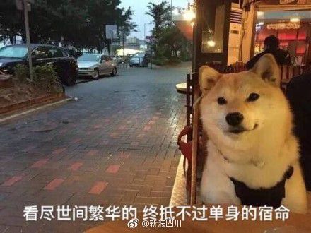 柴犬小黄狗表情包