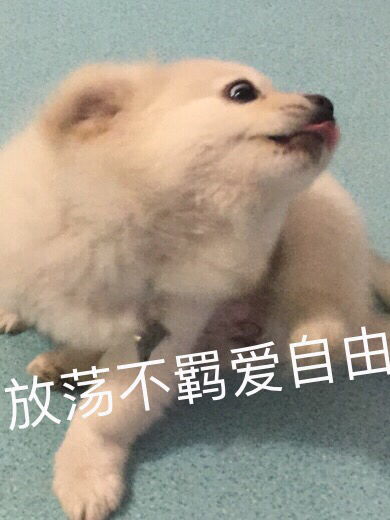 无聊p了一些狗子表情包,狗子是花鸟鱼市场捡到的