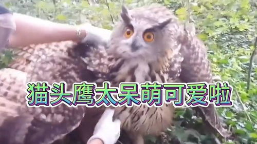 动物世界猫头鹰被小哥捡到,猫头鹰的表情真是又搞笑又呆萌可爱