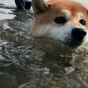 最全微信柴犬表情包大全合集,搞笑斗图贱表情包