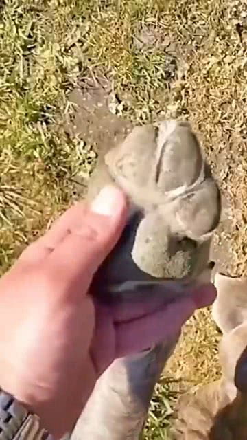 嬉皮笑脸单身狗二哈