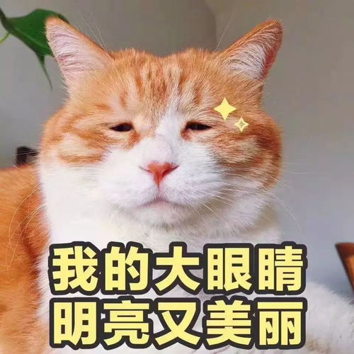 天啊,有一种猫竟然比橘猪还胖...
