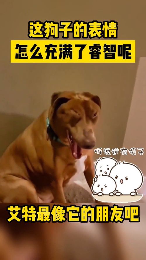 狗子的表情好睿智搞笑
