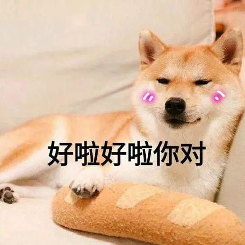 这下搞大了主人要哭了一金毛挣脱牵引绳,撞向兰博基尼