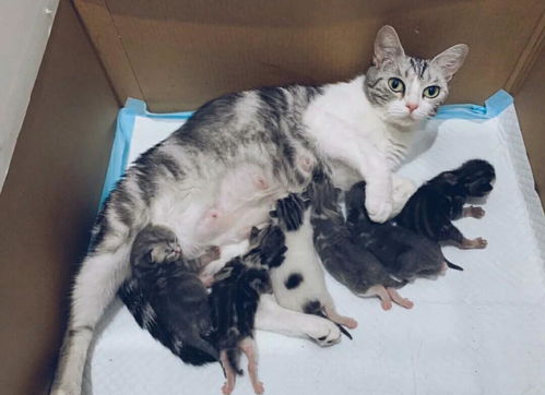 猫咪意外怀孕,啥都不懂的铲屎官该怎么办