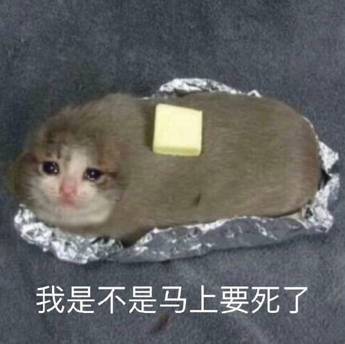 高夫人搞笑文案,你想一夜暴富吗跟我一起想