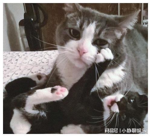 动物妈妈们带着小孩的爆笑照片,每个表情都无奈到极致