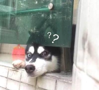 主人将哈士奇犯蠢照片分享网络,网友看到表示二哈的表情亮了