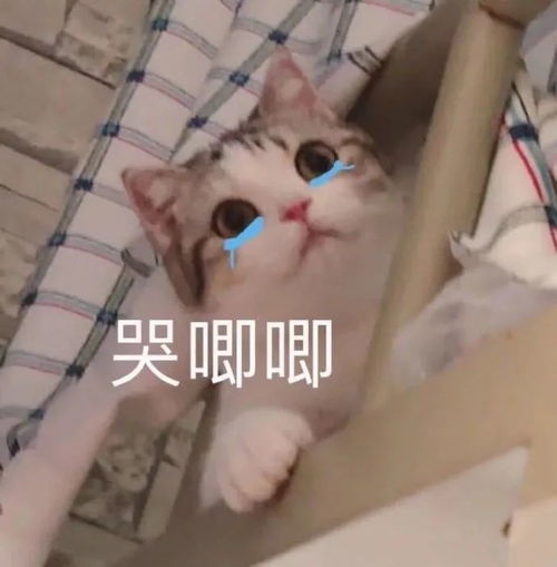 超可爱的搞笑憨憨文案
