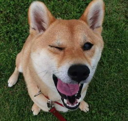 一条正经的柴犬让主人给玩成了二哈,这样的宠物给我来一打
