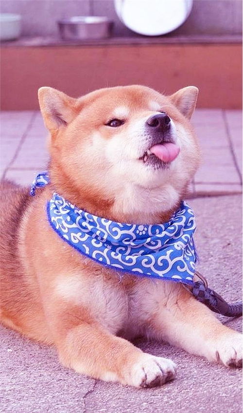 适合家养的陪伴型犬种,哪一个更受大家欢迎