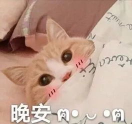 猫咪表情包喵