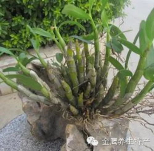 吃铁皮石斛为什么好处这么多成分是关键