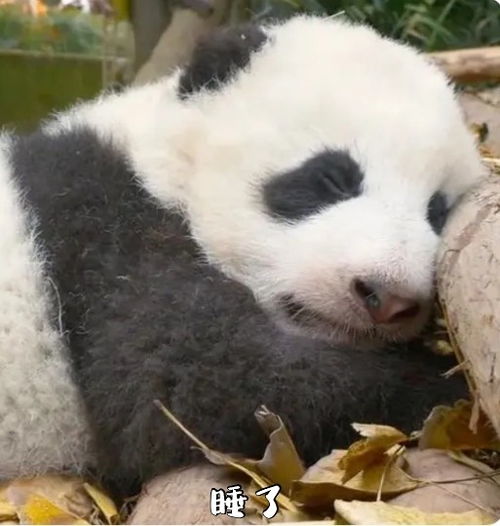 聊天表情库熊猫宝宝可爱表情包炸弹又来啦