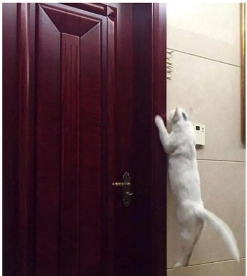 两只柴犬对峙,结果网友却笑喷了这是搞笑表情包斗图还是吵架