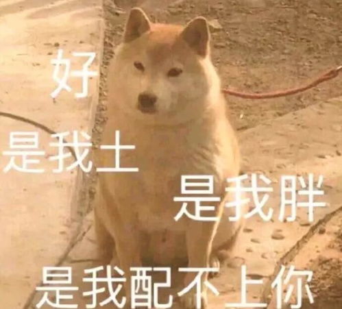 表情包第n弹