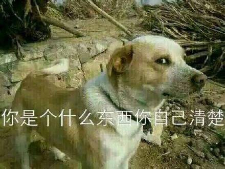 一组还算可爱的表情图狗子,你变了,嗯嗯然后呢
