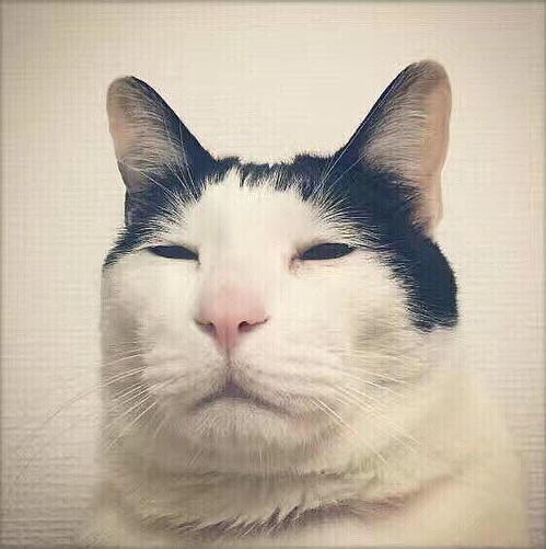 猫粉水军们疯了都开始和巧姐一起联动标记了狗...