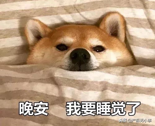 表情包文字素材搞笑狗狗