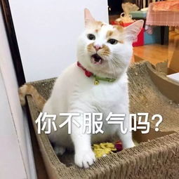 凌晨一点,为什么躺在你旁边的不是ta而是一只猫