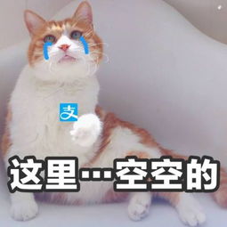 超搞笑全新萌宠带字头像无敌可爱天冷有什么事到我被窝里说