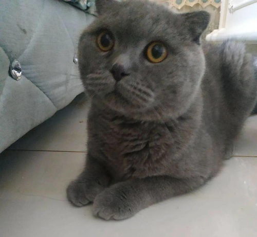 线上领养猫咪的表情可以有多凶