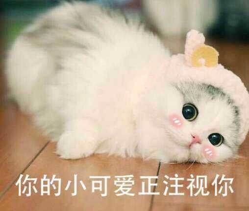 聊天动态图带字表情包