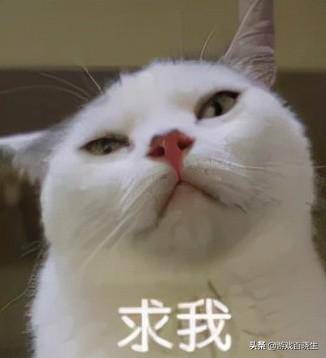 睡觉表情包搞笑图片养猫