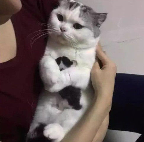 有人想高价想买走小猫,母猫抱着不松手,表情休想