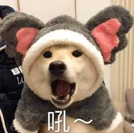 16个养狗冷知识,不知道的,只能证明你养狗有多失败