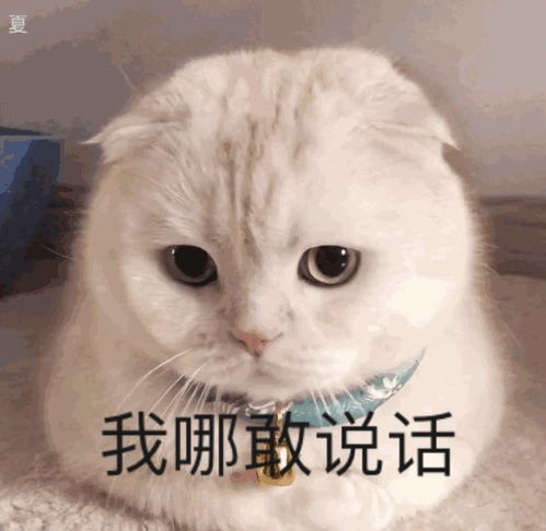 可爱搞笑又沙雕的表情包大全