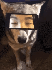 每日一笑爆笑gif动图,笑死人不偿命的那种