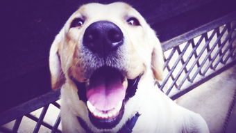 灰狼高清晰加拿大labrador拉布拉多名犬宠物壁纸下载