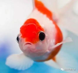 据说养鱼最高有三重境界,你到了那一重