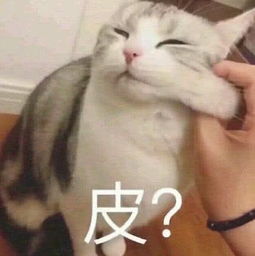 无水印动物萌宠专用表情包你走吧,我妈不让我跟傻子玩