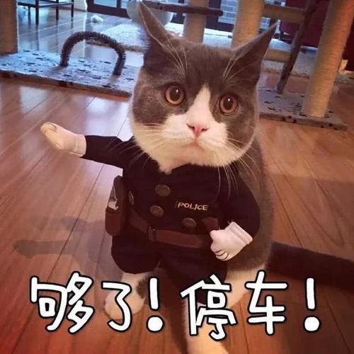 幽默搞笑的七夕文案来啦听说今年七夕取消了