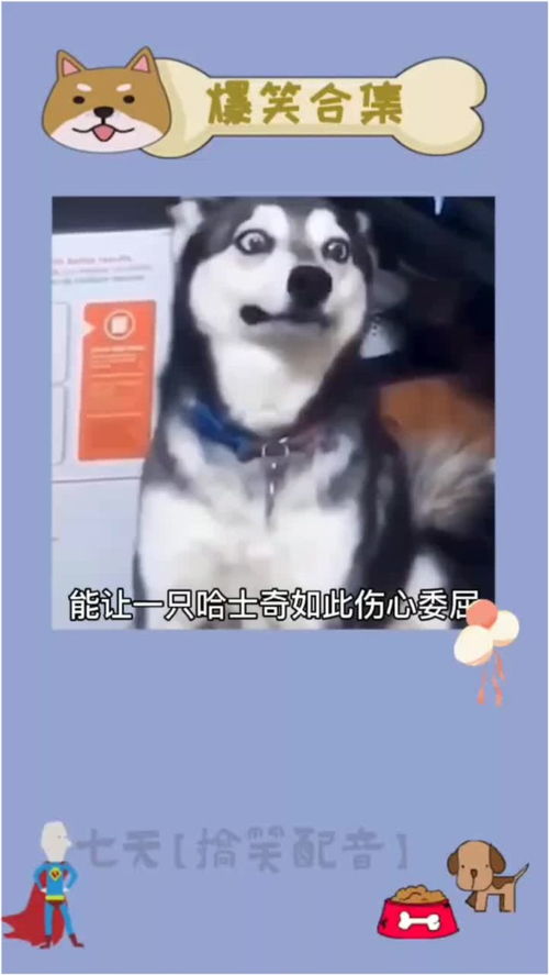 看着这个二哈的表情,我整整笑了三天