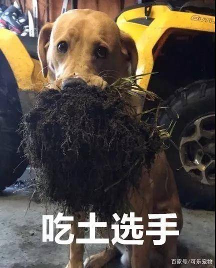 年度最搞笑的狗狗表情包都在这里了,看到这么傻的狗子,你笑了吗