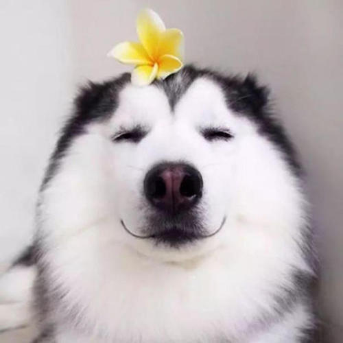 动画动物是人类的朋友