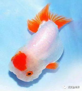 金鱼八仙过海各显神通