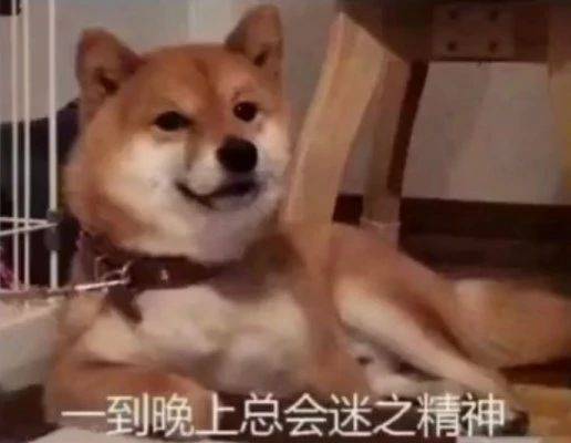 搞笑表情包图片不知道为什么,一到晚上就会精神百倍