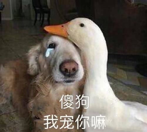 每日一笑因为在你之前还没遇到过能让我为之撒谎的爱
