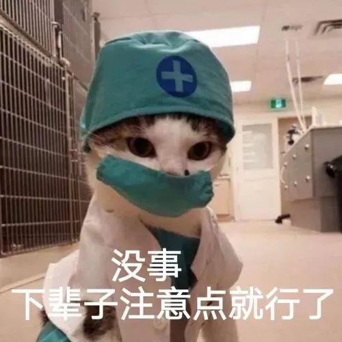 拥有一只有特殊癖好的猫是一种什么体验