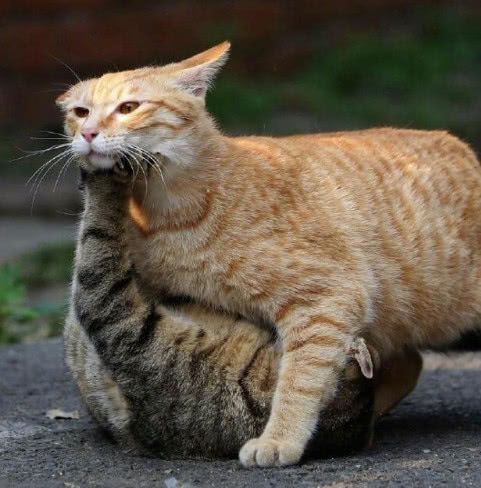 橘猫和狸花猫在干架,战况激烈,绕后一看我不厚道的笑了
