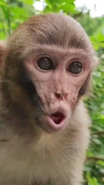 小猴子的面部表情真丰富