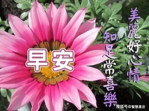 6月8日微信朋友群发早上好祝福短信六月份最新的早安问好图片带字带祝福语