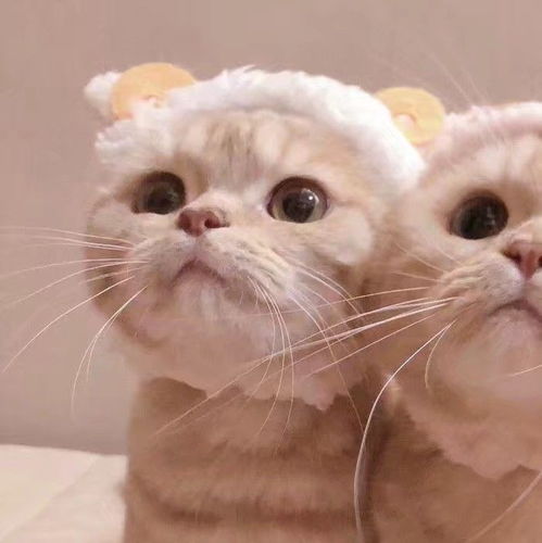 沙雕搞怪可爱猫咪情侣头像
