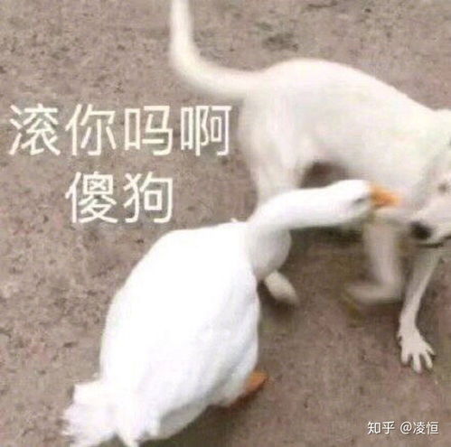 有哪些可以发动态的沙雕文案